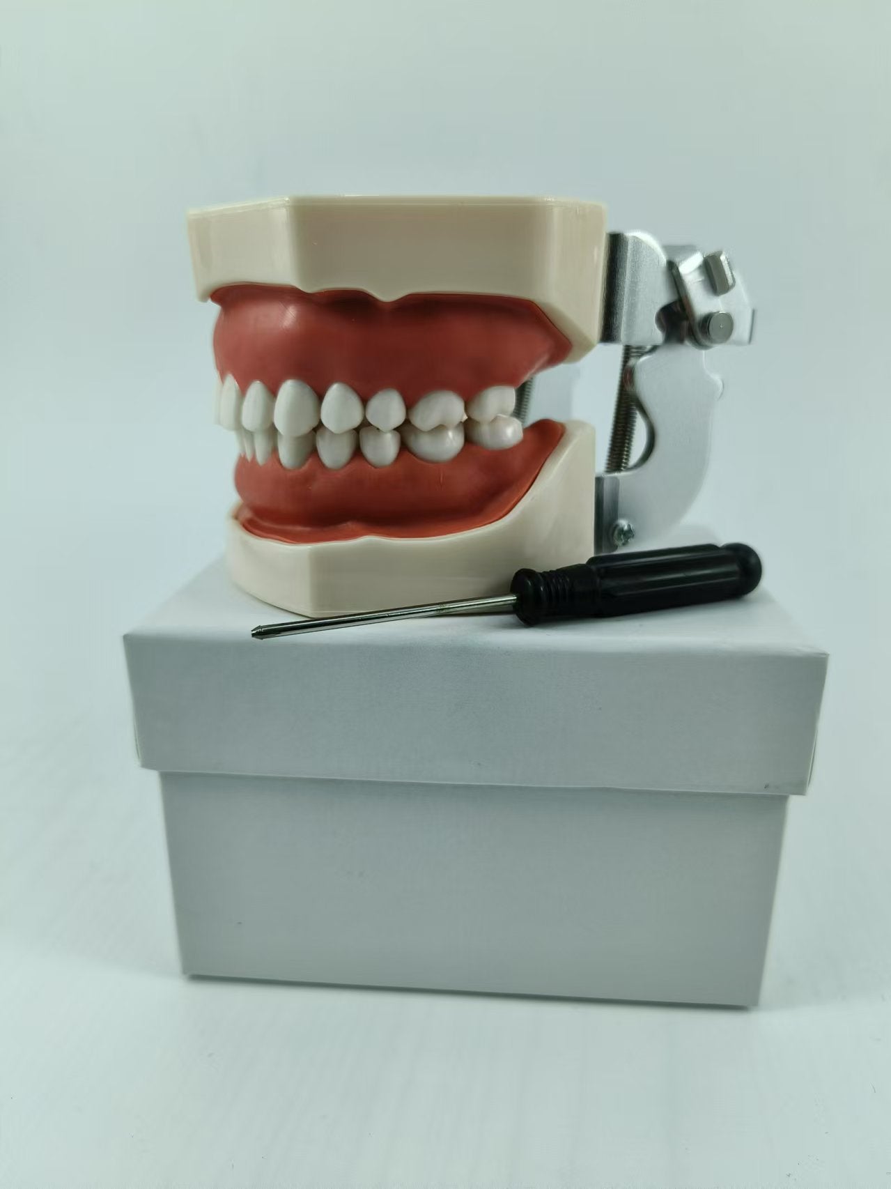 TYPODONT TEETH MODEL WITH REMOVABLE TEETH, 28 TEETH