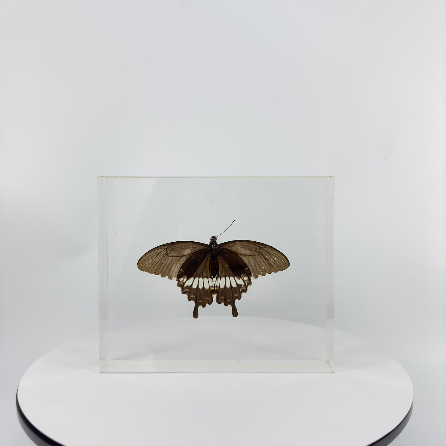 Transparent Resin Encapsulated Butterfly