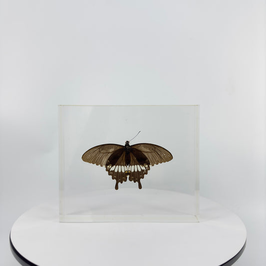 Transparent Resin Encapsulated Butterfly