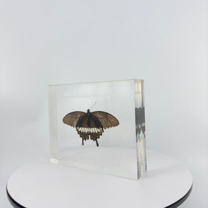 Transparent Resin Encapsulated Butterfly