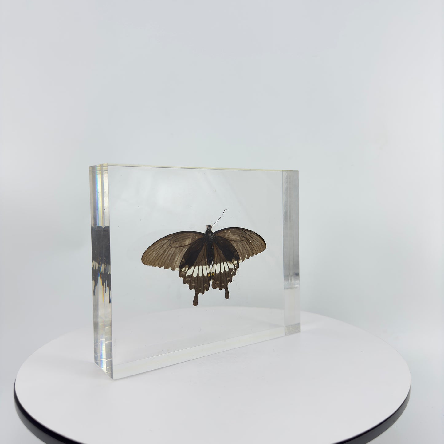 Transparent Resin Encapsulated Butterfly