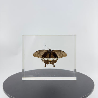 Transparent Resin Encapsulated Butterfly