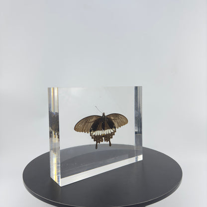 Transparent Resin Encapsulated Butterfly