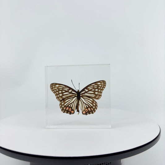 Transparent Resin Encapsulated Butterfly