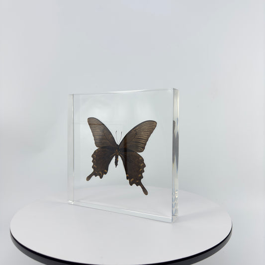 Transparent Resin Encapsulated Butterfly