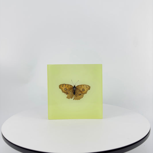 Transparent Resin Encapsulated Butterfly with Night Light