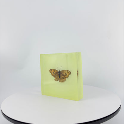 Transparent Resin Encapsulated Butterfly with Night Light