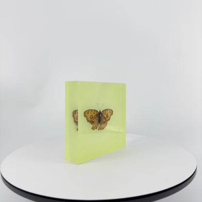 Transparent Resin Encapsulated Butterfly with Night Light