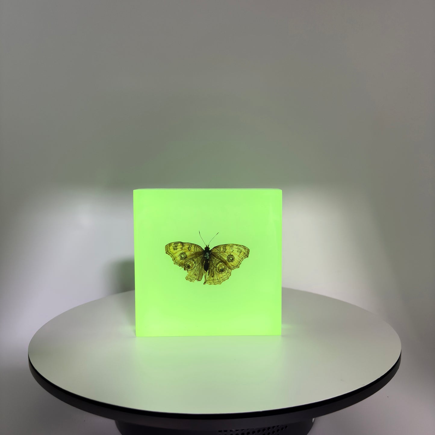 Transparent Resin Encapsulated Butterfly with Night Light