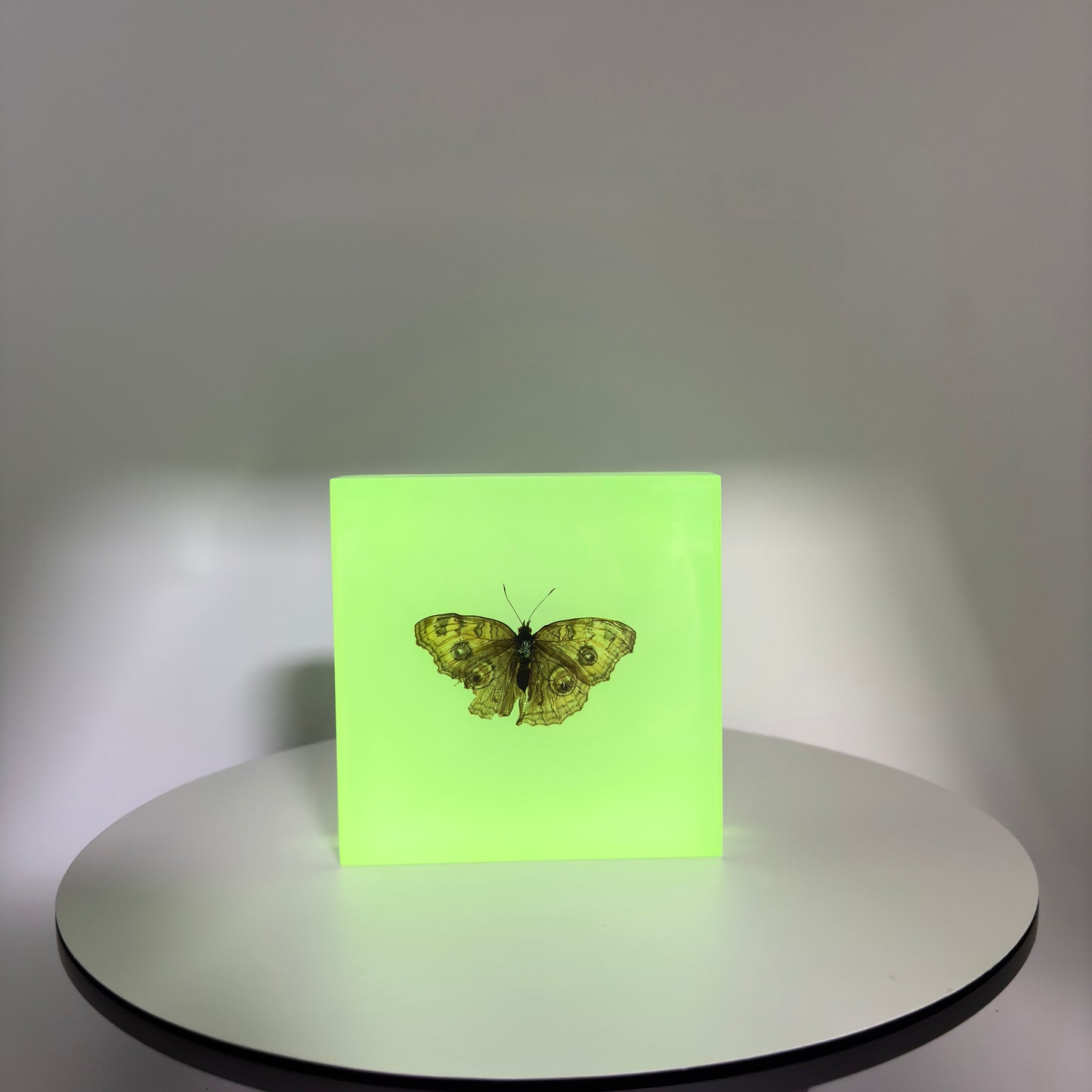 Transparent Resin Encapsulated Butterfly with Night Light