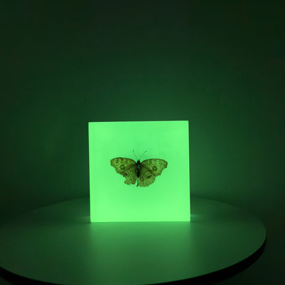 Transparent Resin Encapsulated Butterfly with Night Light