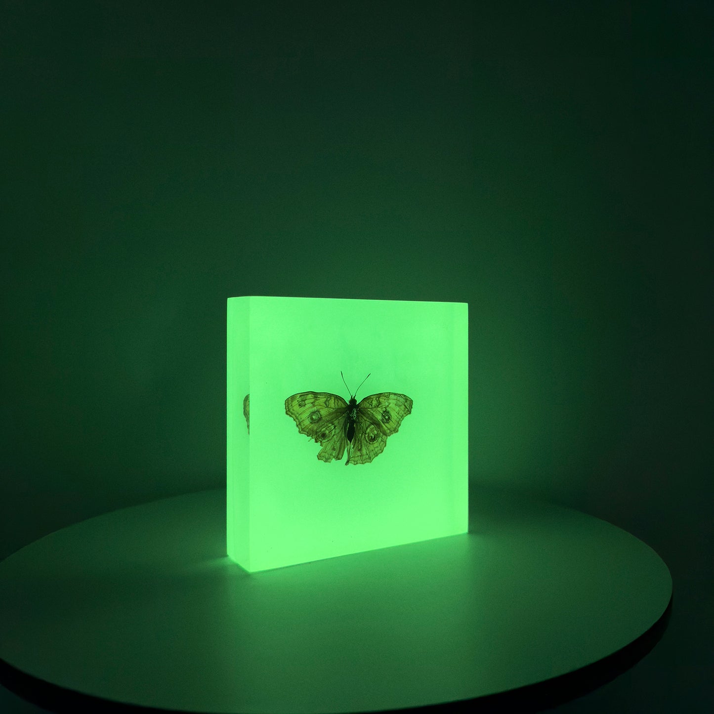 Transparent Resin Encapsulated Butterfly with Night Light