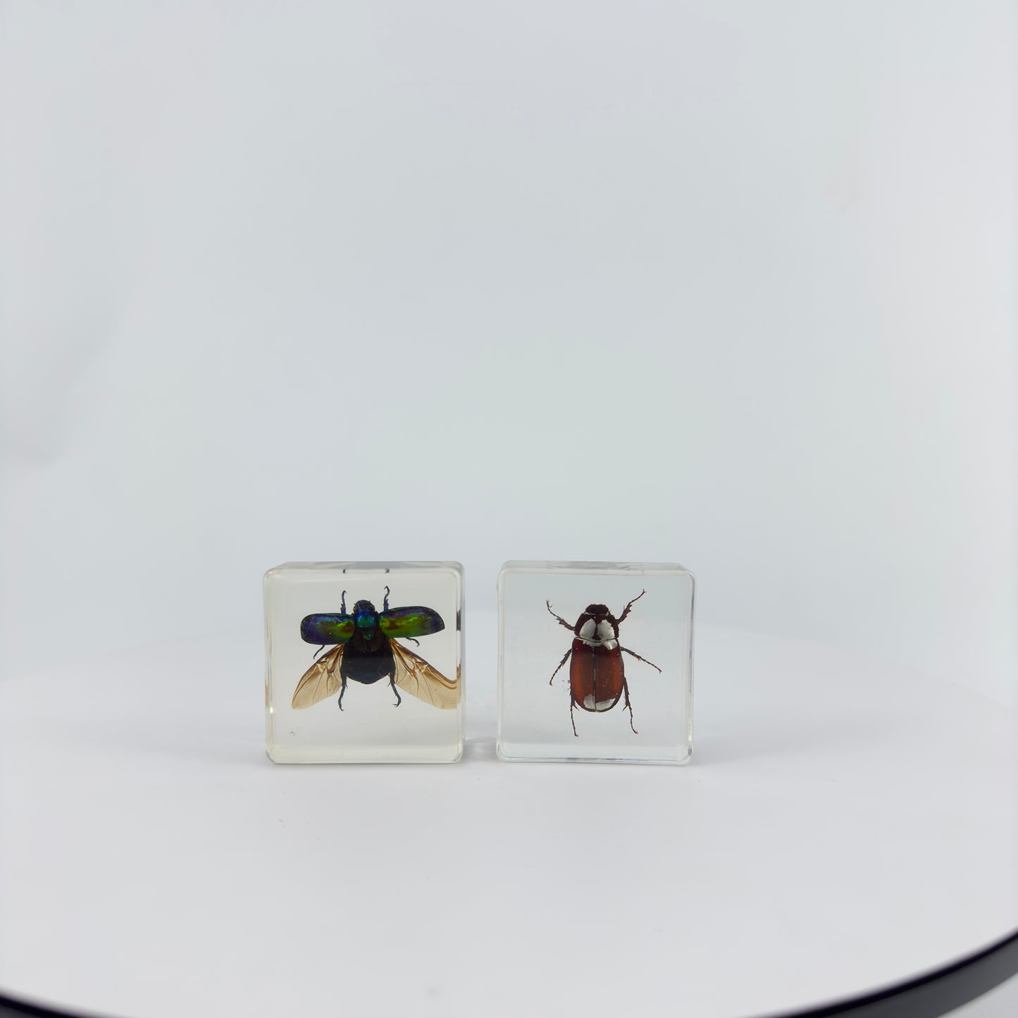 Transparent Resin Encapsulated Insect