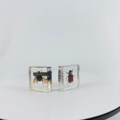 Transparent Resin Encapsulated Insect