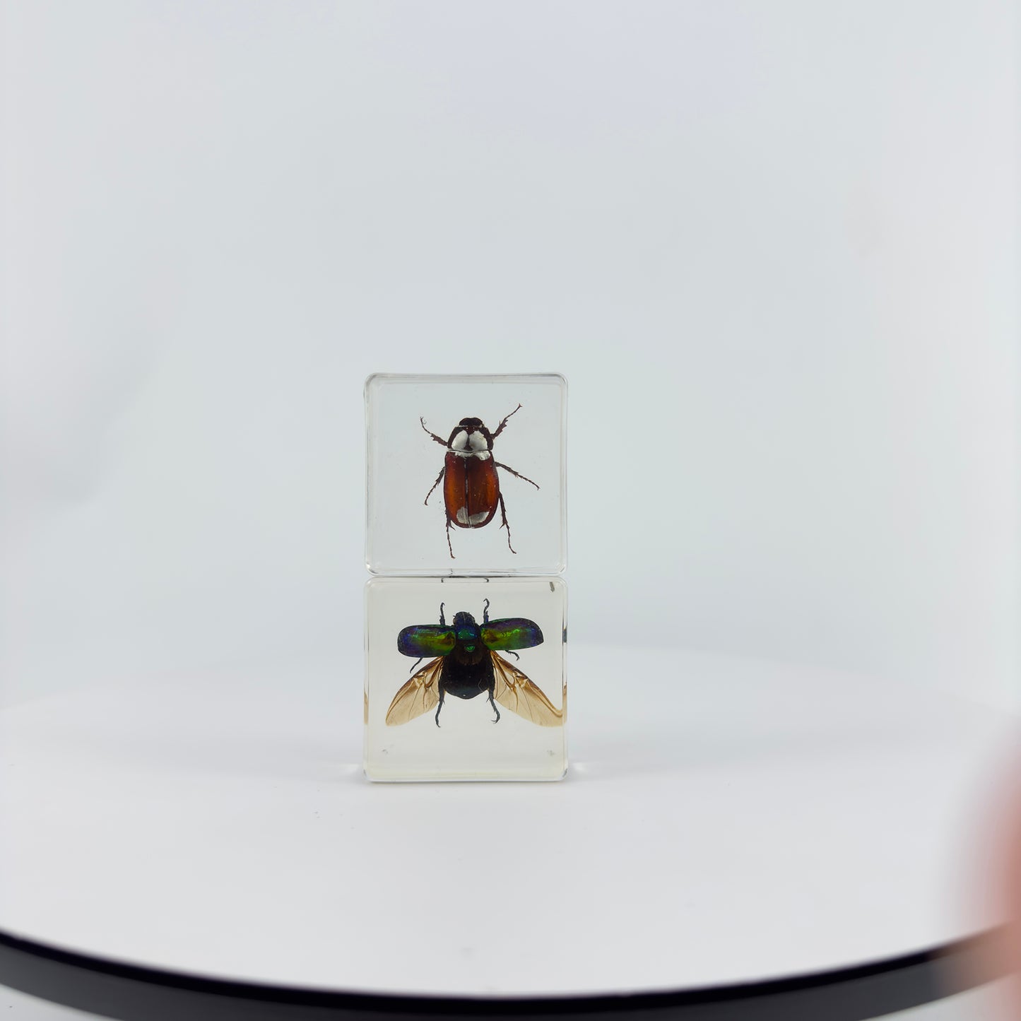 Transparent Resin Encapsulated Insect