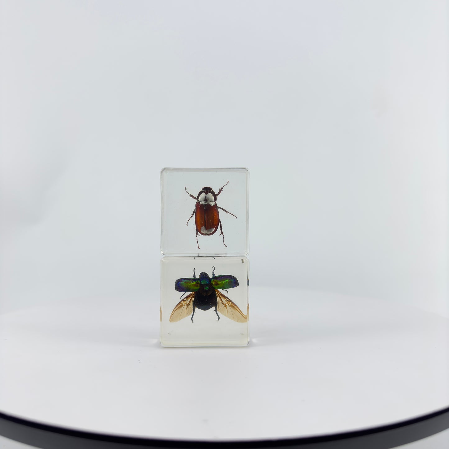 Transparent Resin Encapsulated Insect