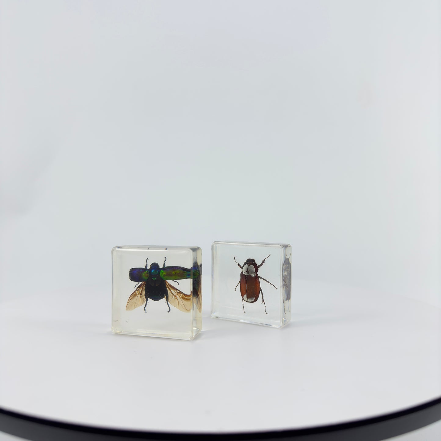 Transparent Resin Encapsulated Insect