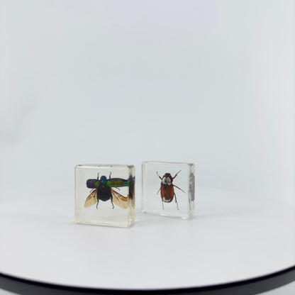 Transparent Resin Encapsulated Insect