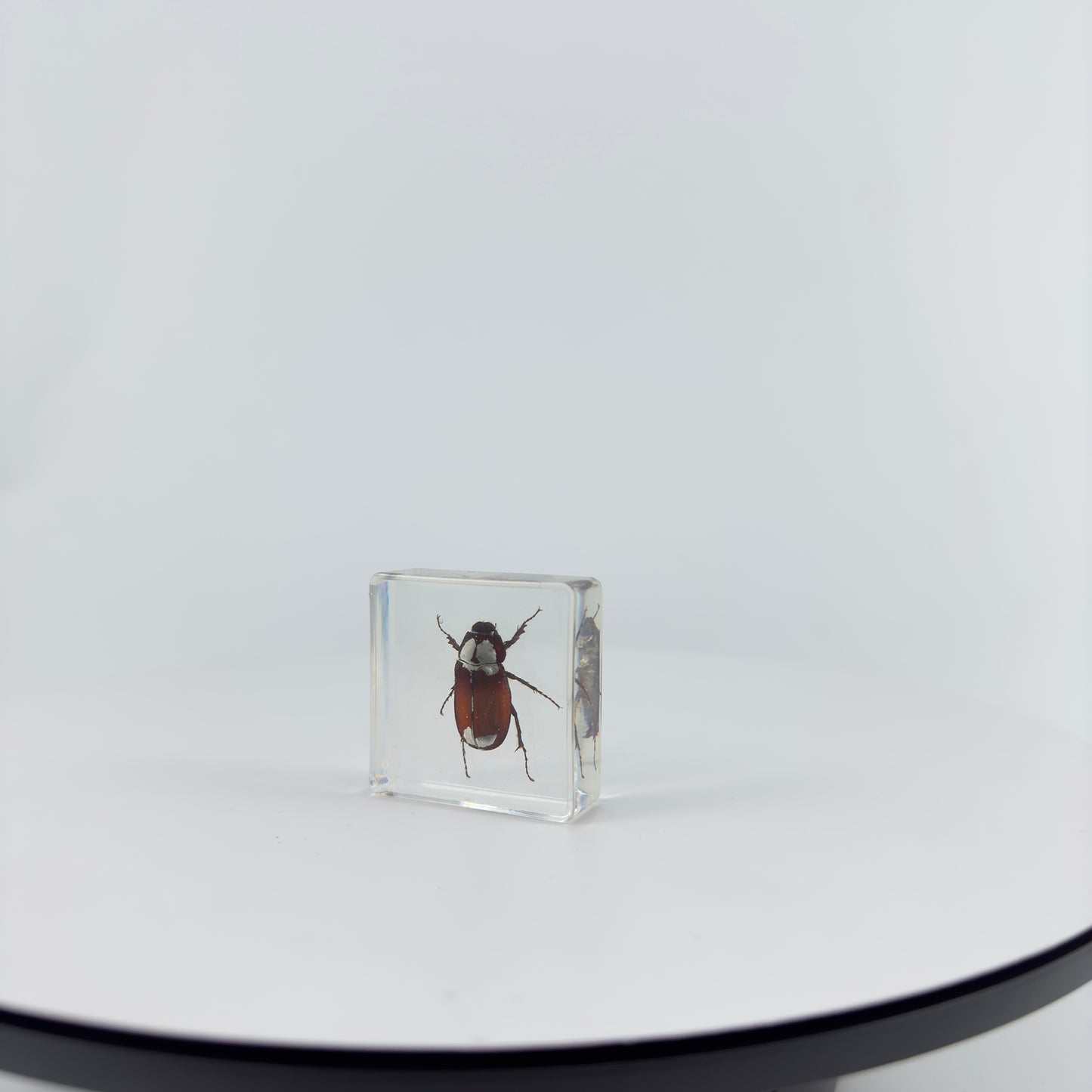 Transparent Resin Encapsulated Insect