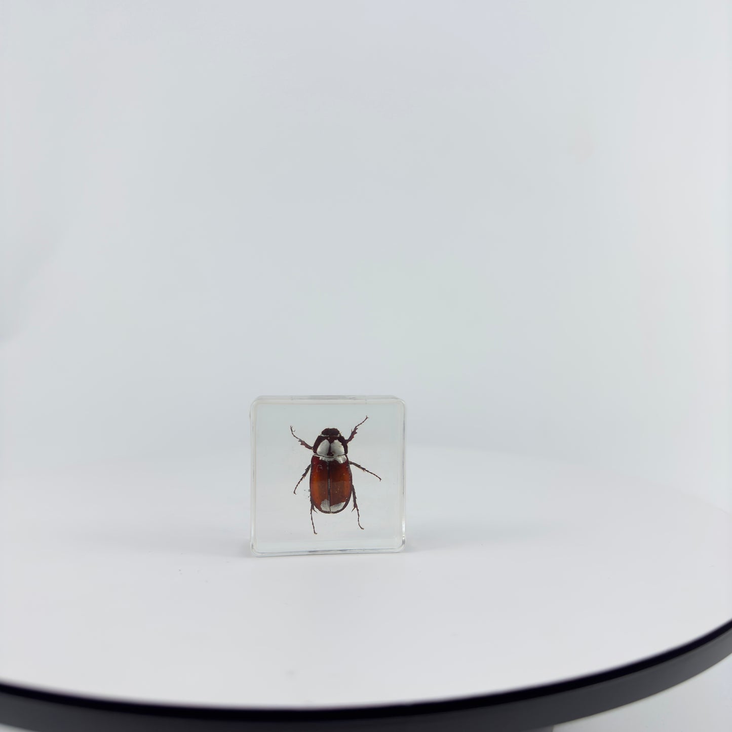 Transparent Resin Encapsulated Insect