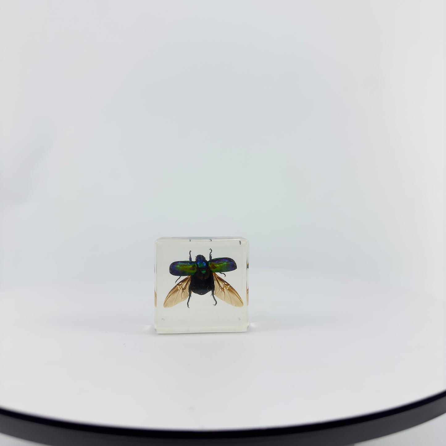 Transparent Resin Encapsulated Insect