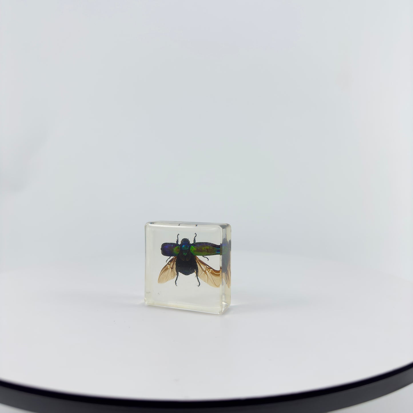 Transparent Resin Encapsulated Insect