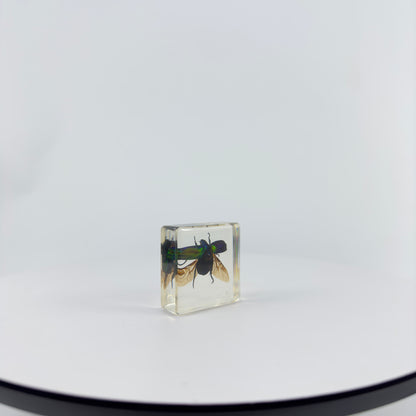 Transparent Resin Encapsulated Insect