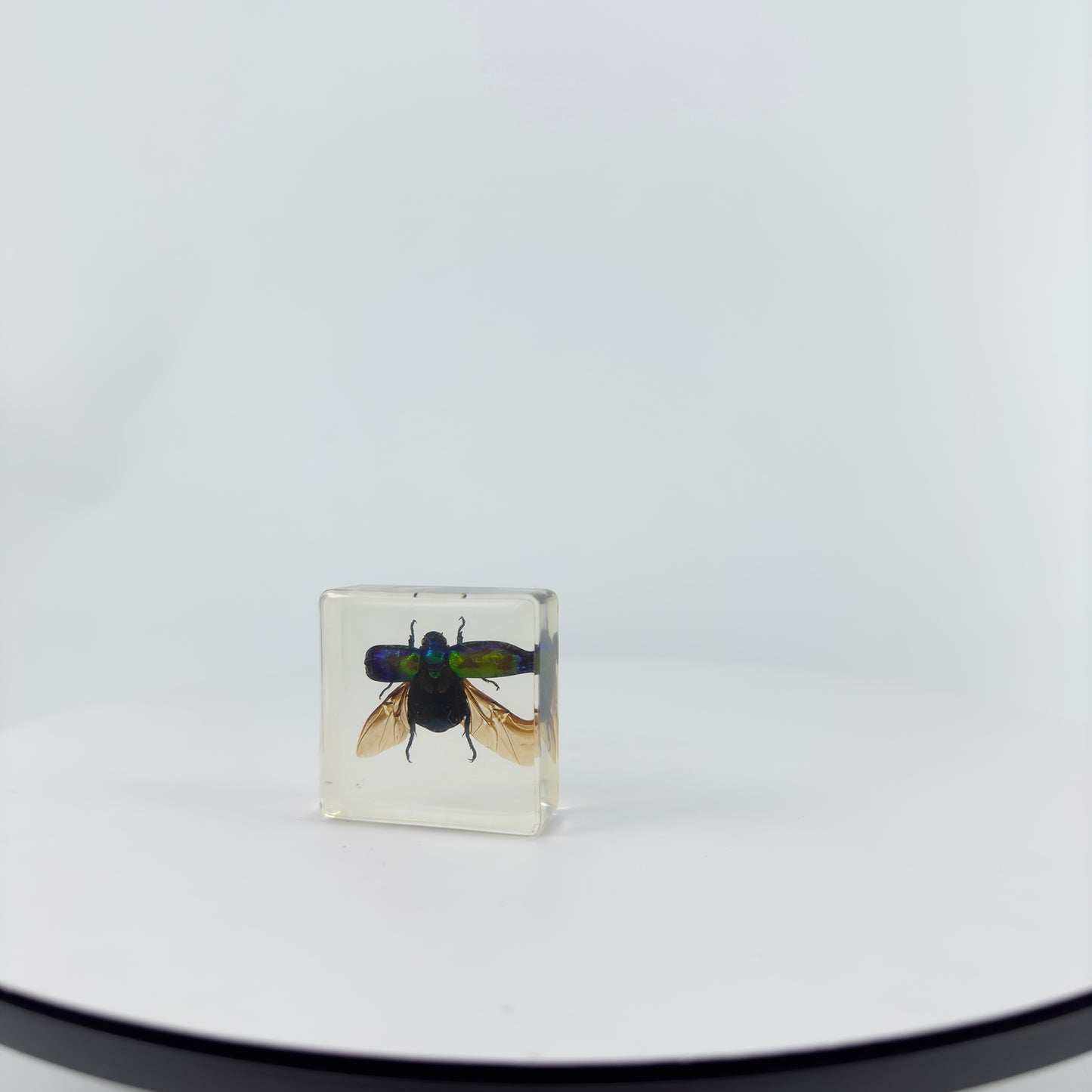 Transparent Resin Encapsulated Insect