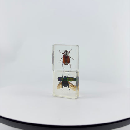 Transparent Resin Encapsulated Insect