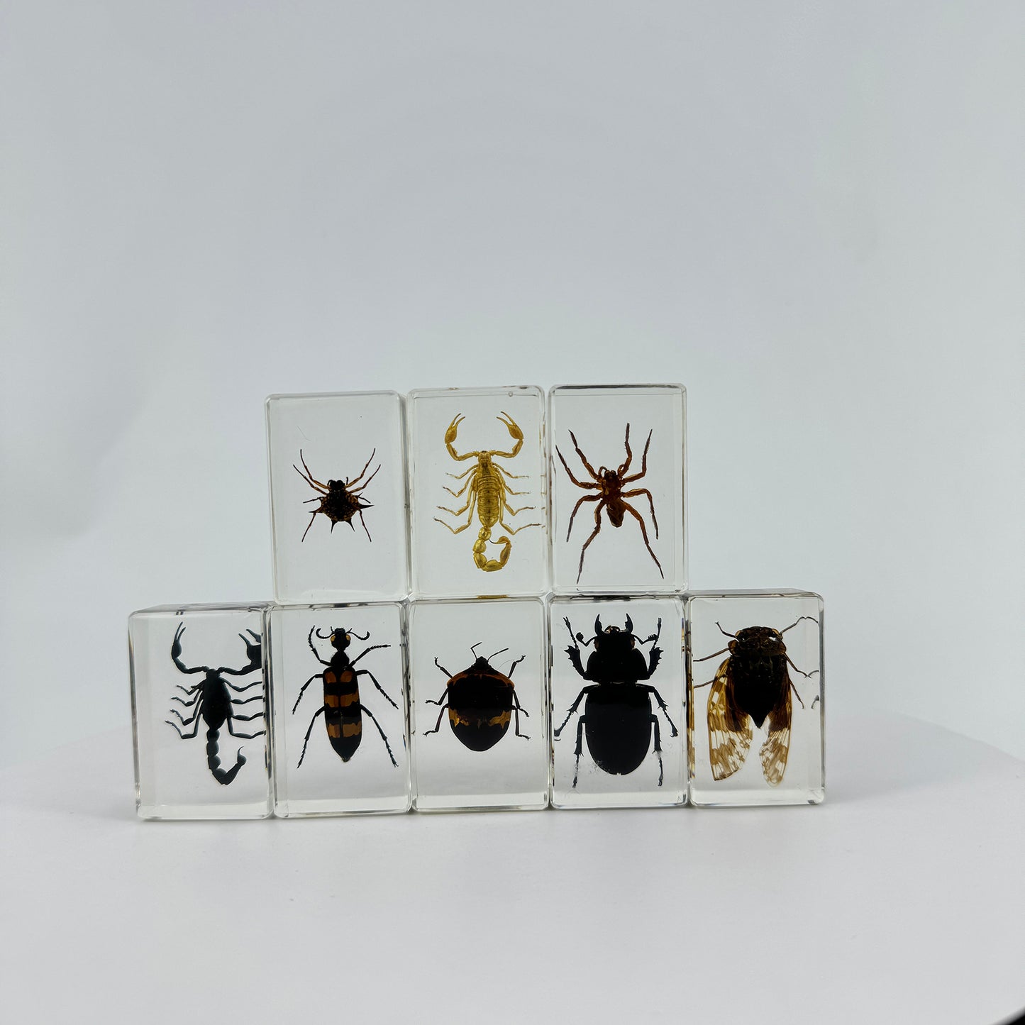 Transparent Resin Encapsulated Insect