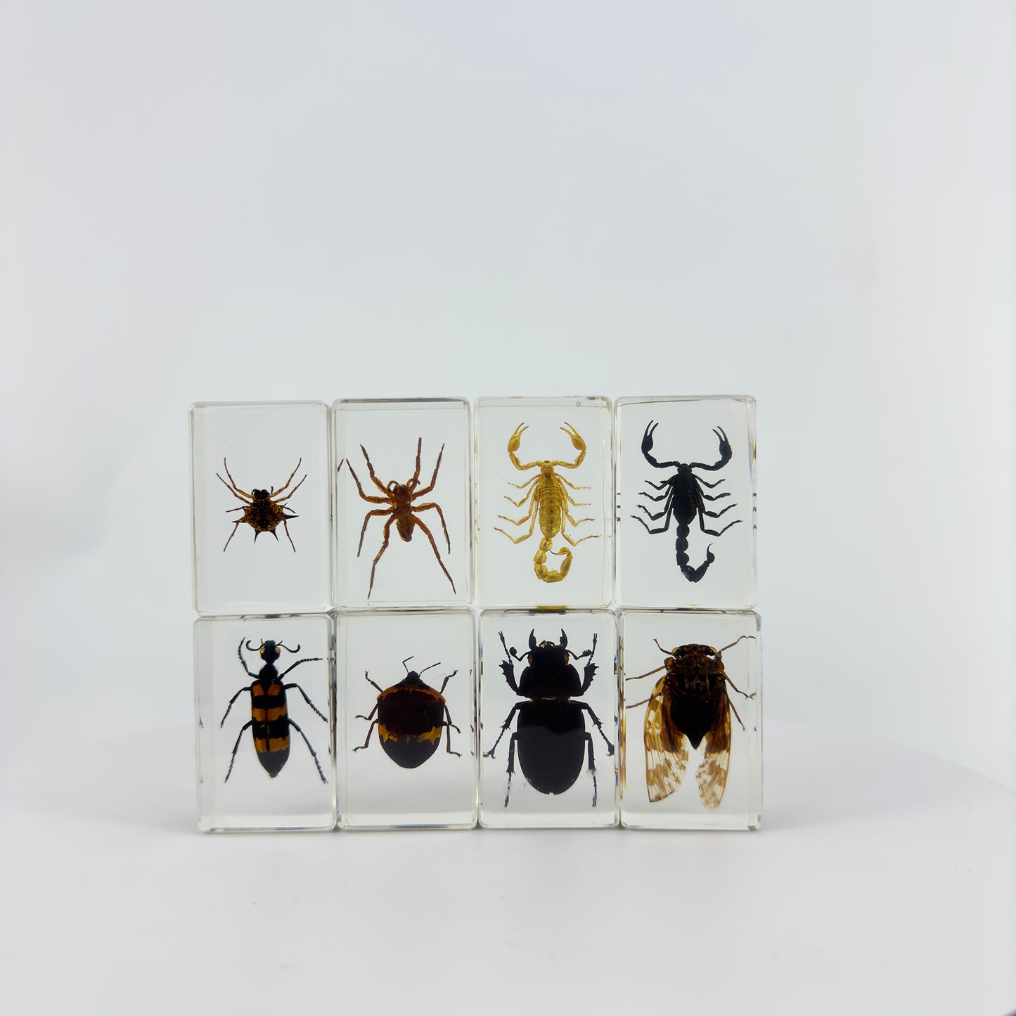 Transparent Resin Encapsulated Insect