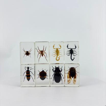 Transparent Resin Encapsulated Insect