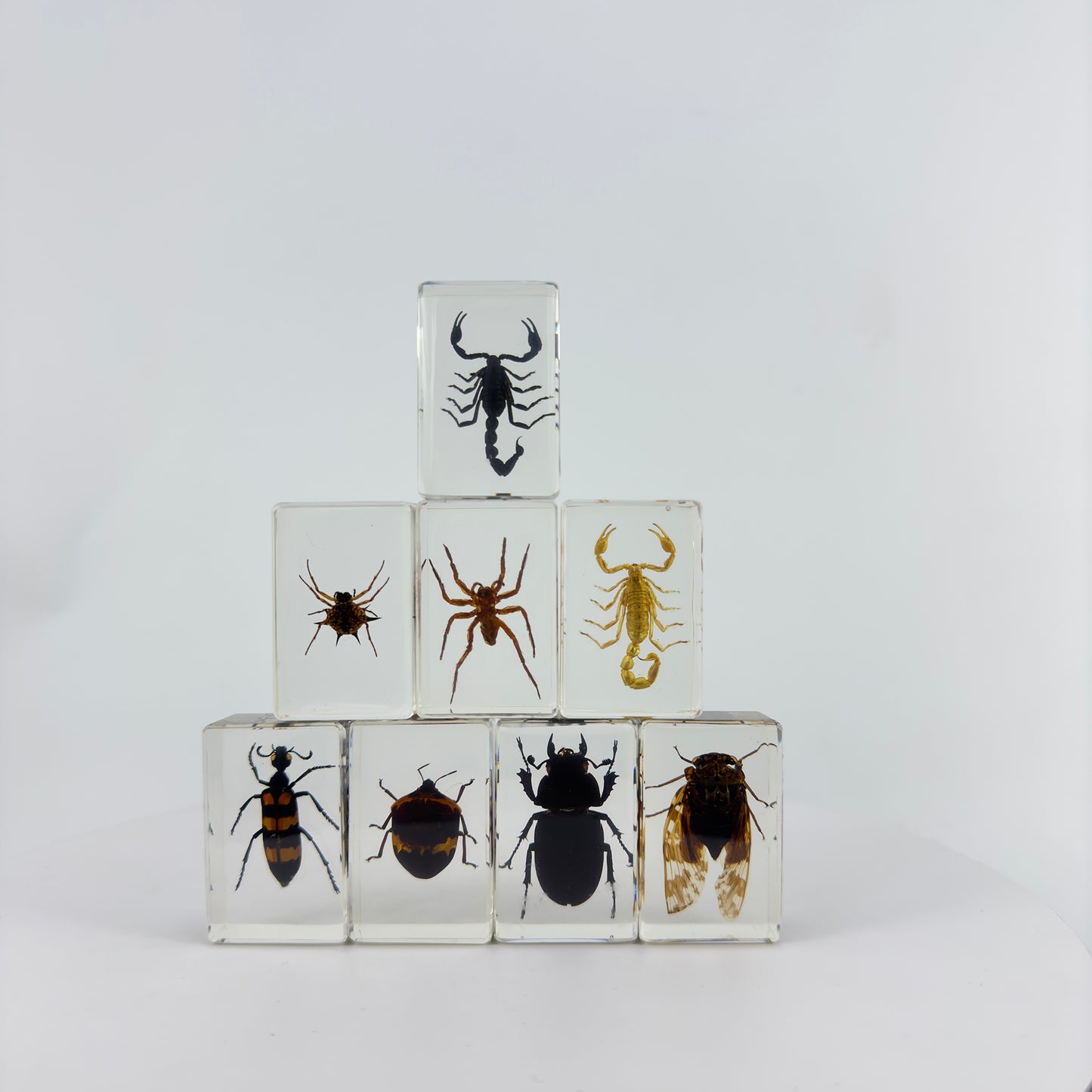 Transparent Resin Encapsulated Insect