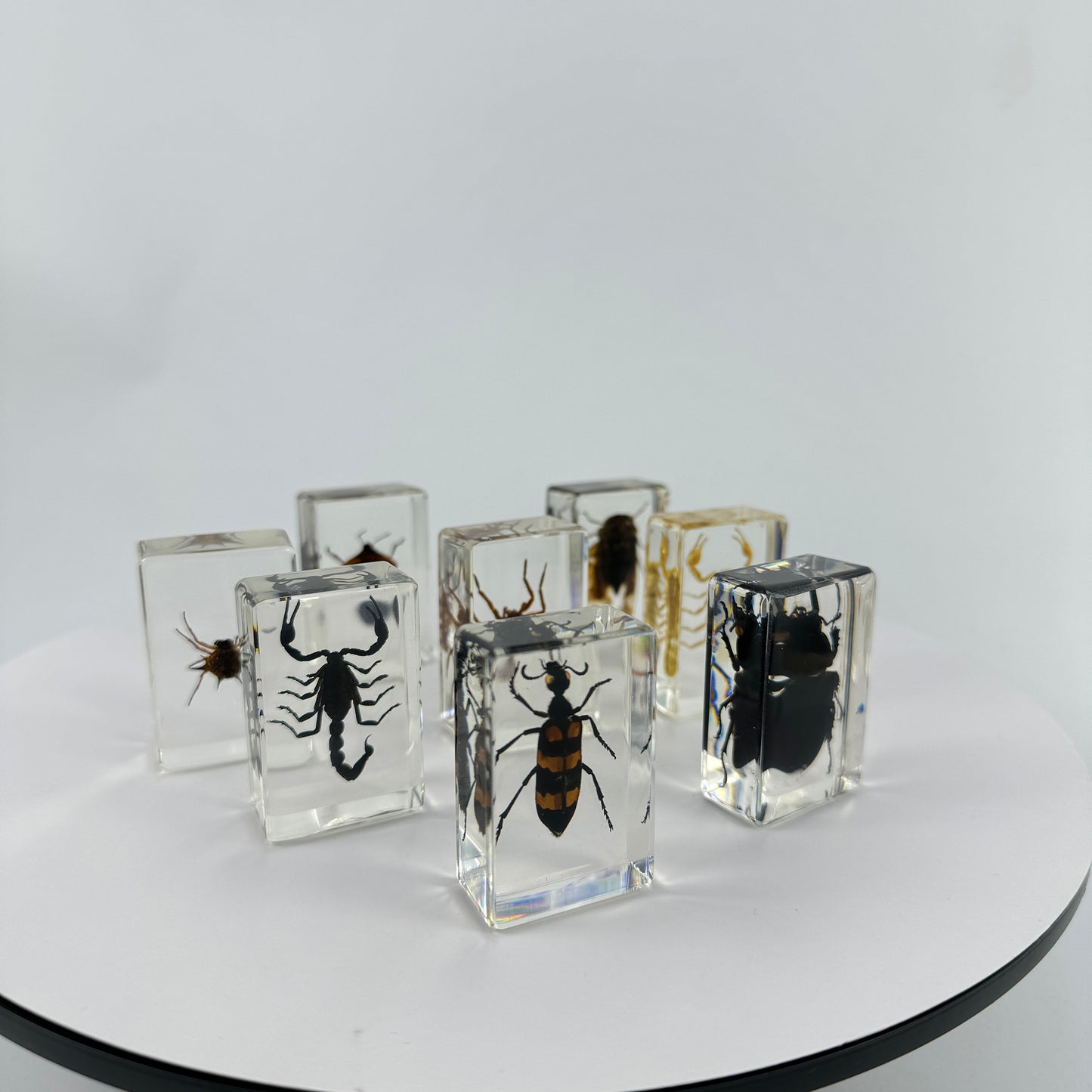 Transparent Resin Encapsulated Insect