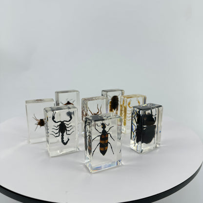 Transparent Resin Encapsulated Insect