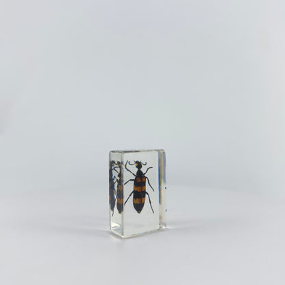 Transparent Resin Encapsulated Insect