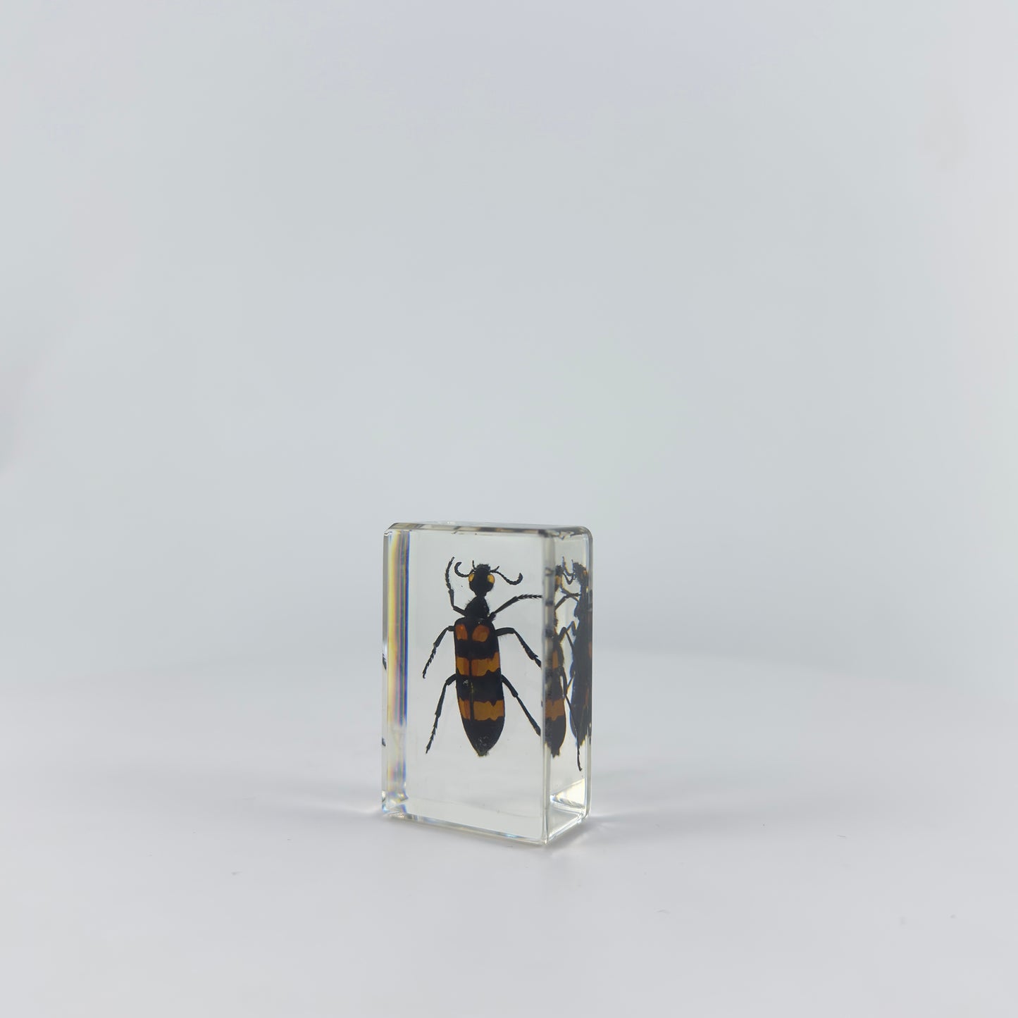 Transparent Resin Encapsulated Insect