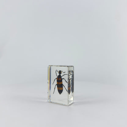 Transparent Resin Encapsulated Insect