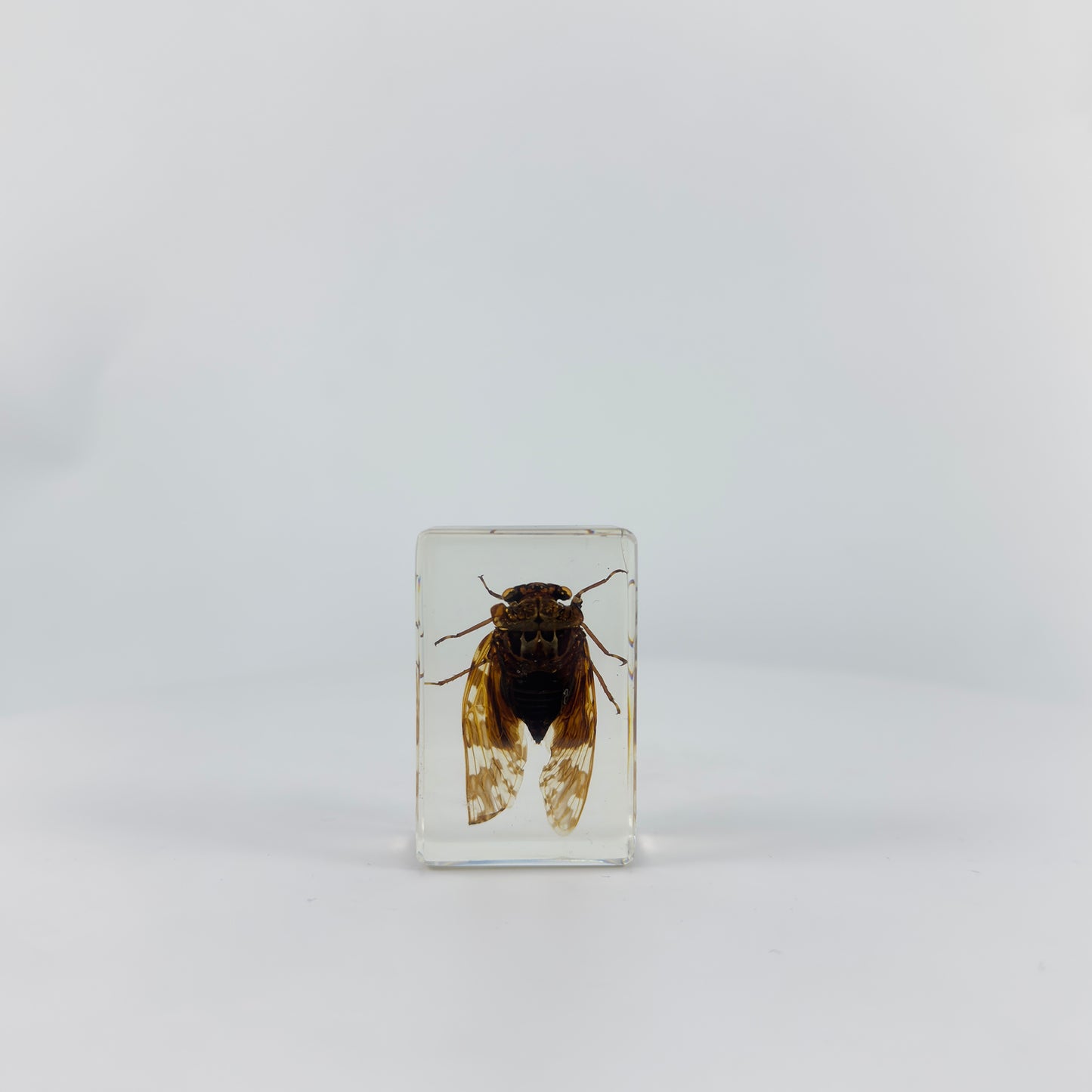 Transparent Resin Encapsulated Insect