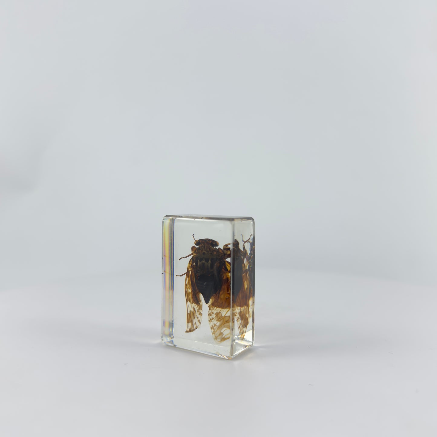 Transparent Resin Encapsulated Insect