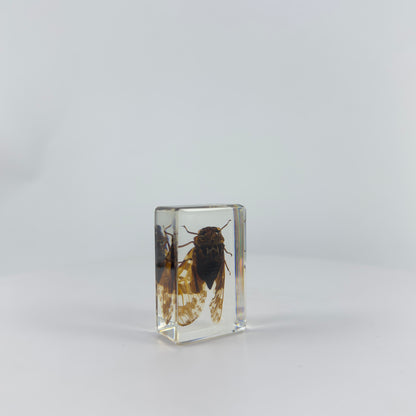 Transparent Resin Encapsulated Insect