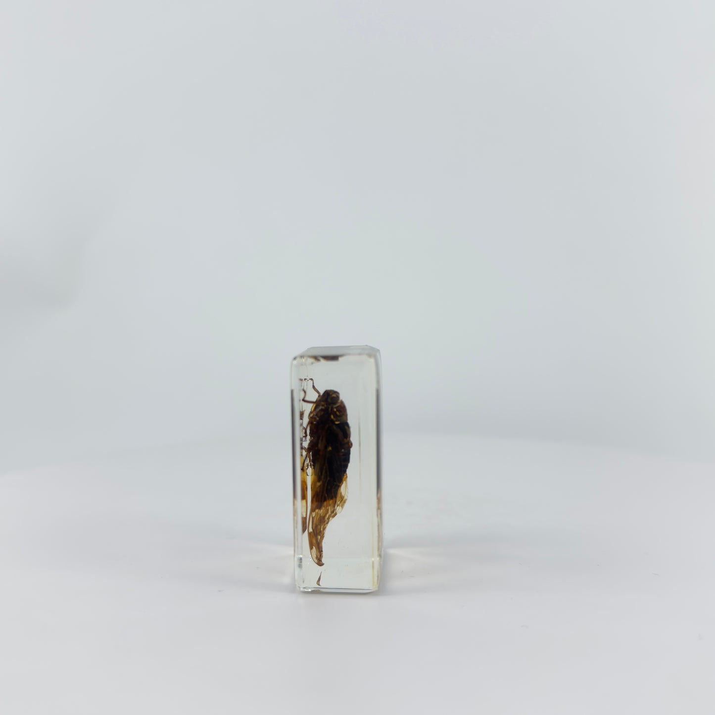 Transparent Resin Encapsulated Insect