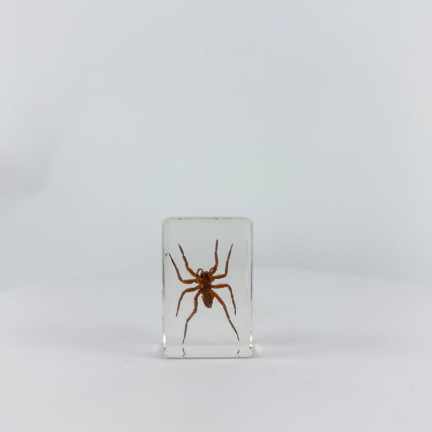 Transparent Resin Encapsulated Spider