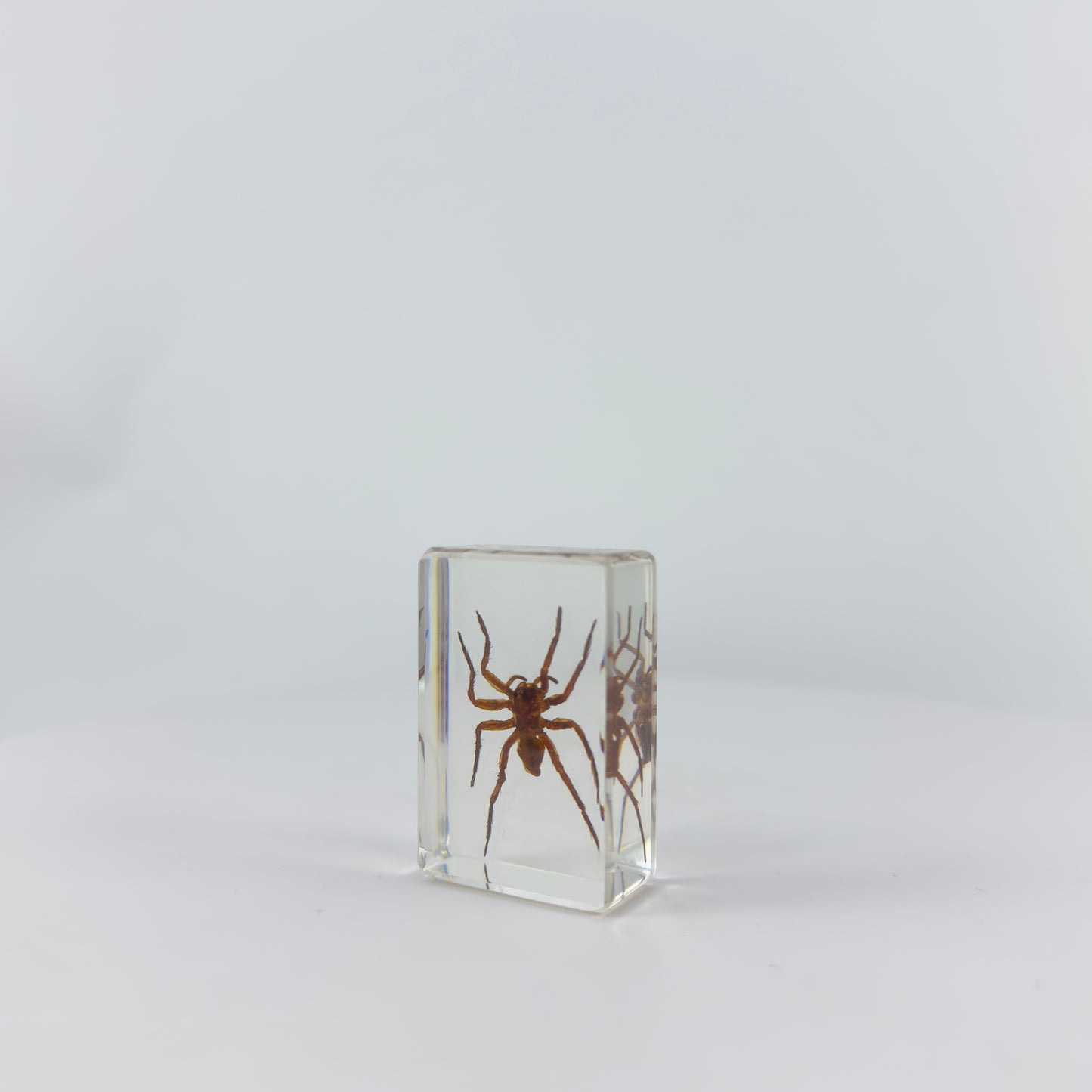 Transparent Resin Encapsulated Spider