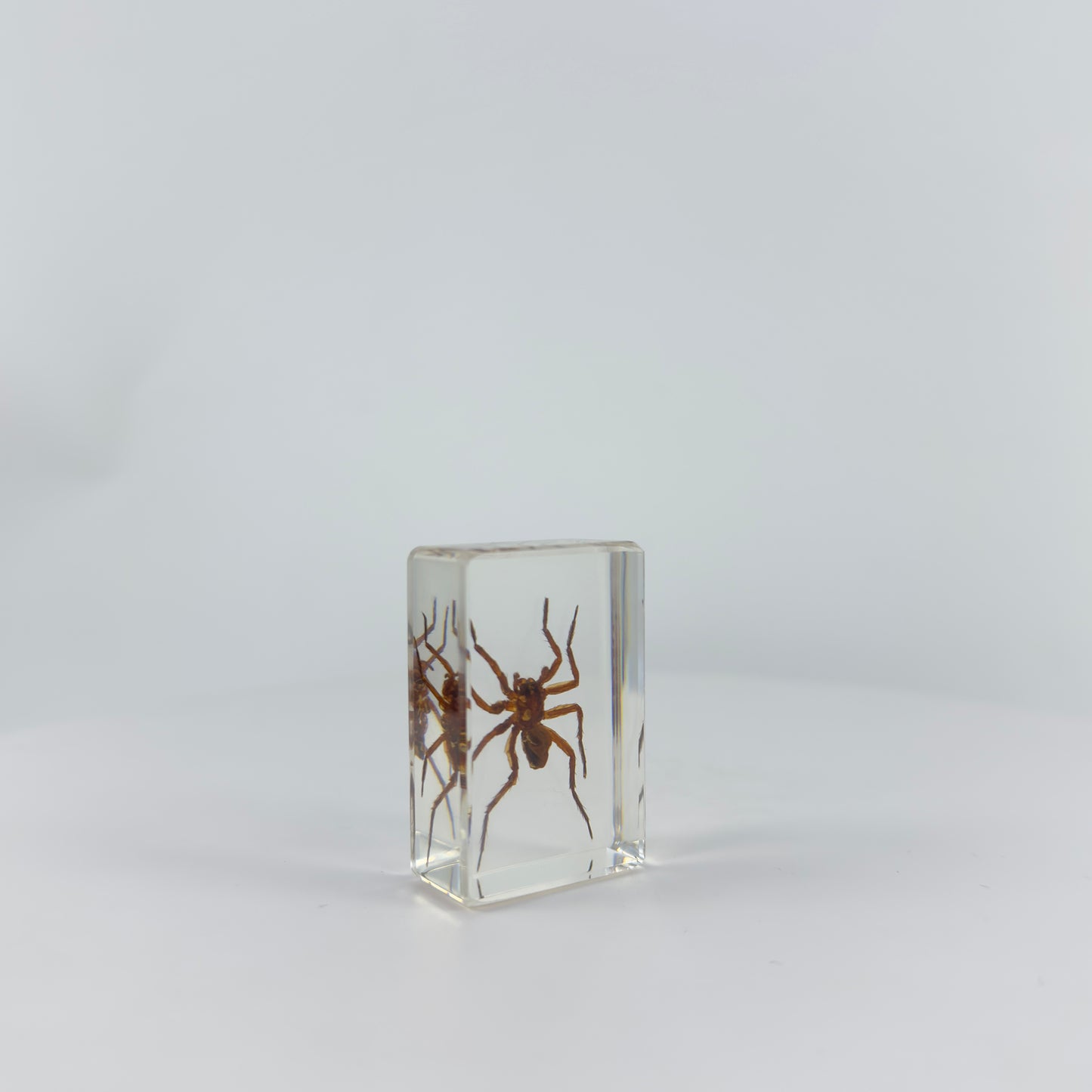 Transparent Resin Encapsulated Spider