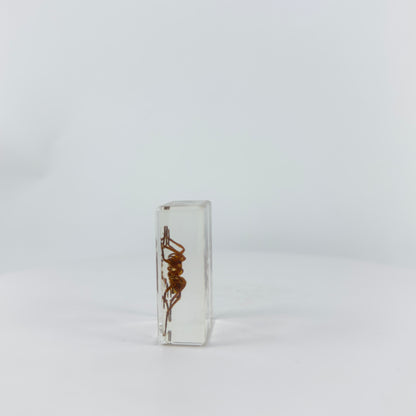 Transparent Resin Encapsulated Spider