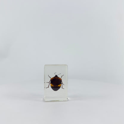 Transparent Resin Encapsulated Insect