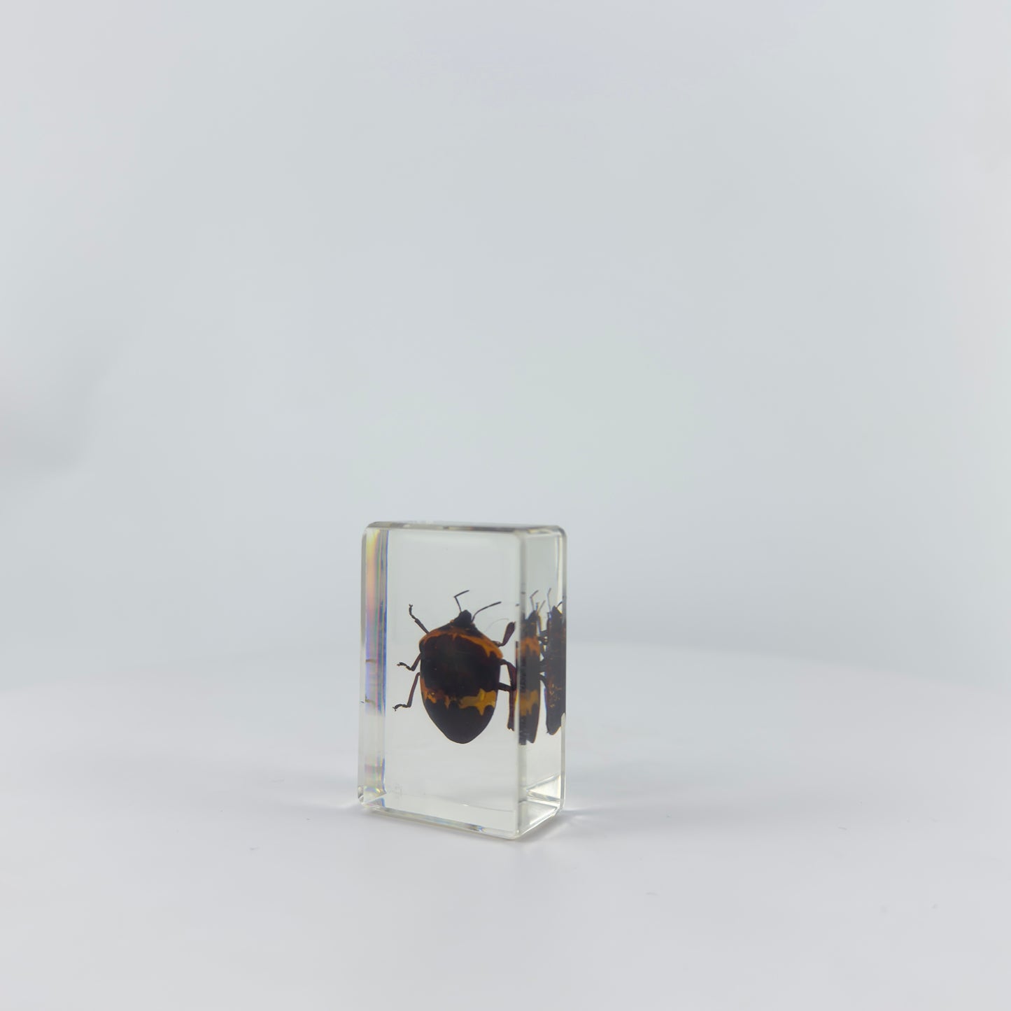 Transparent Resin Encapsulated Insect