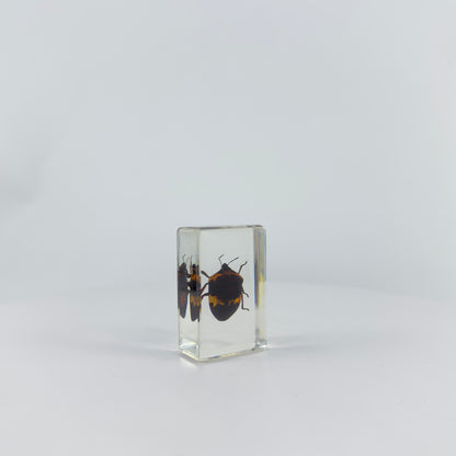 Transparent Resin Encapsulated Insect