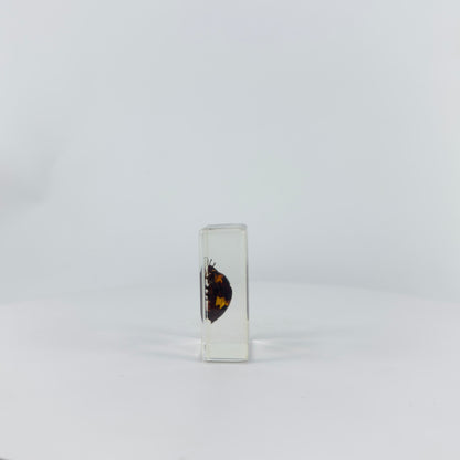 Transparent Resin Encapsulated Insect